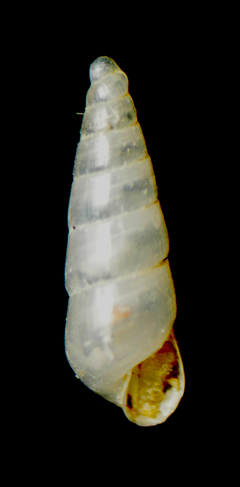 eulimella